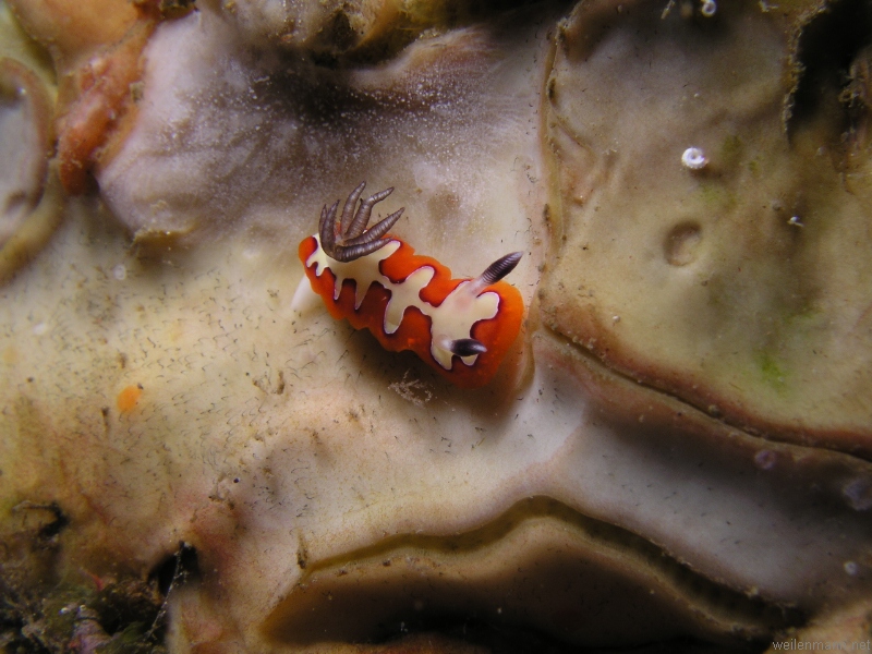 Nudi Branch